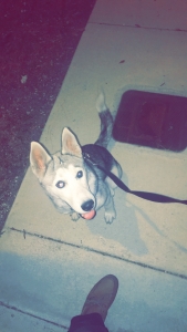 Needs a male friend  Listing Image