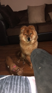 Chow chow  Listing Image