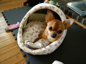 Chihuahua - Male - Tan Color Listing Image