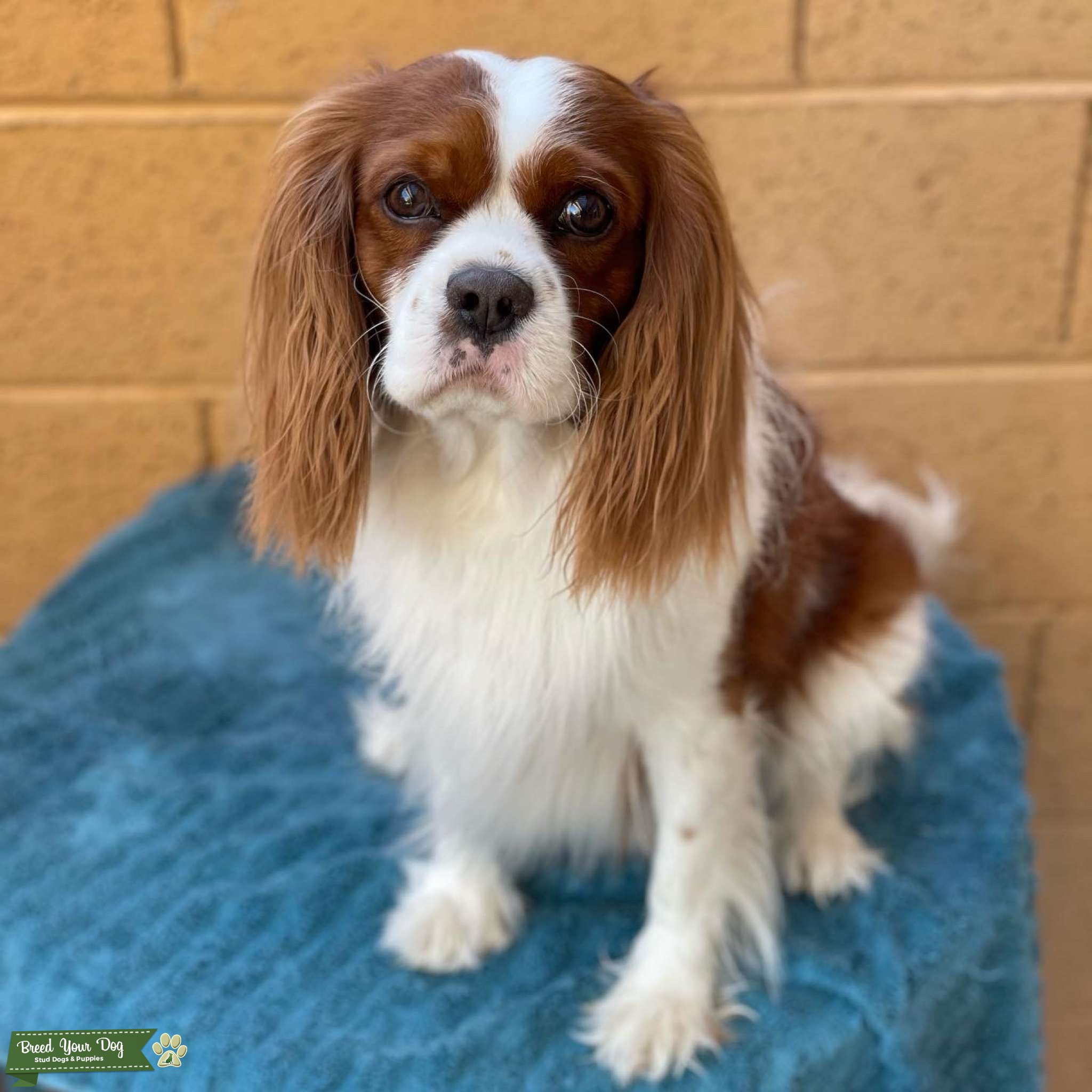 Cavalier King Charles Spaniel Stud Stud Dog in Phoenix, Arizona, the