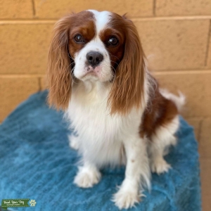 Cavalier King Charles Spaniel Stud Listing Image