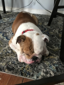 English Bulldog Stud Listing Image