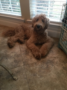 Goldendoodle F1B Listing Image