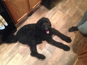 Labradoodle stud  Listing Image