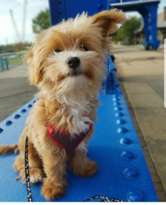 Chi - poo Teddy Bear Listing Image