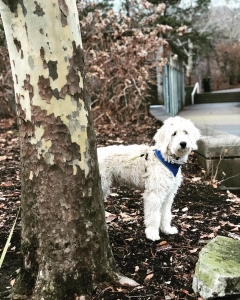 Beautiful F1 Cream Goldendoodle  Listing Image