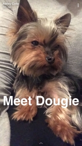 Itty Bitty 2.6 lbs Male Yorkie Listing Image