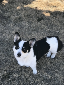 Pembroke Corgi Male (STUD) - Tri Color  Listing Image
