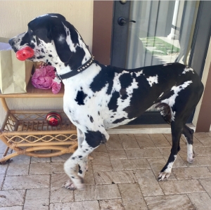 Great Dane Listing Image