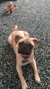 Pug Stud Listing Image