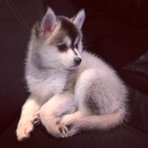 Female Pomsky Listing Image
