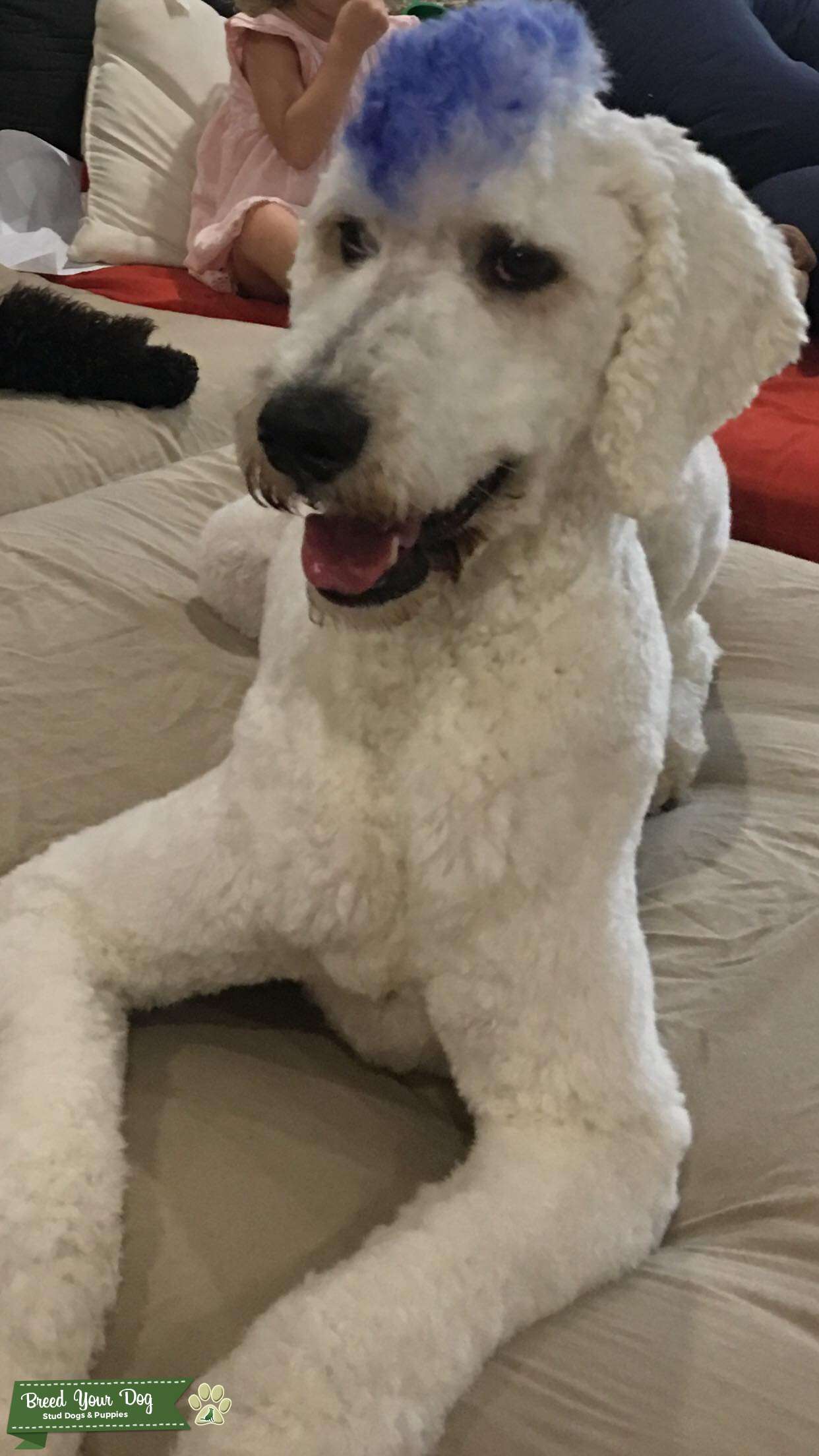 dogs looking for homes