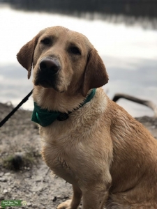 Labordor Retriever stud Listing Image