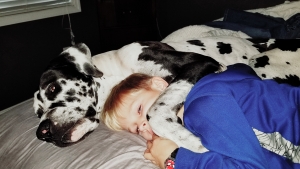 Male harlequinn Great Dane  Listing Image