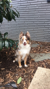 Toy Australian Shepherd for stud  Listing Image