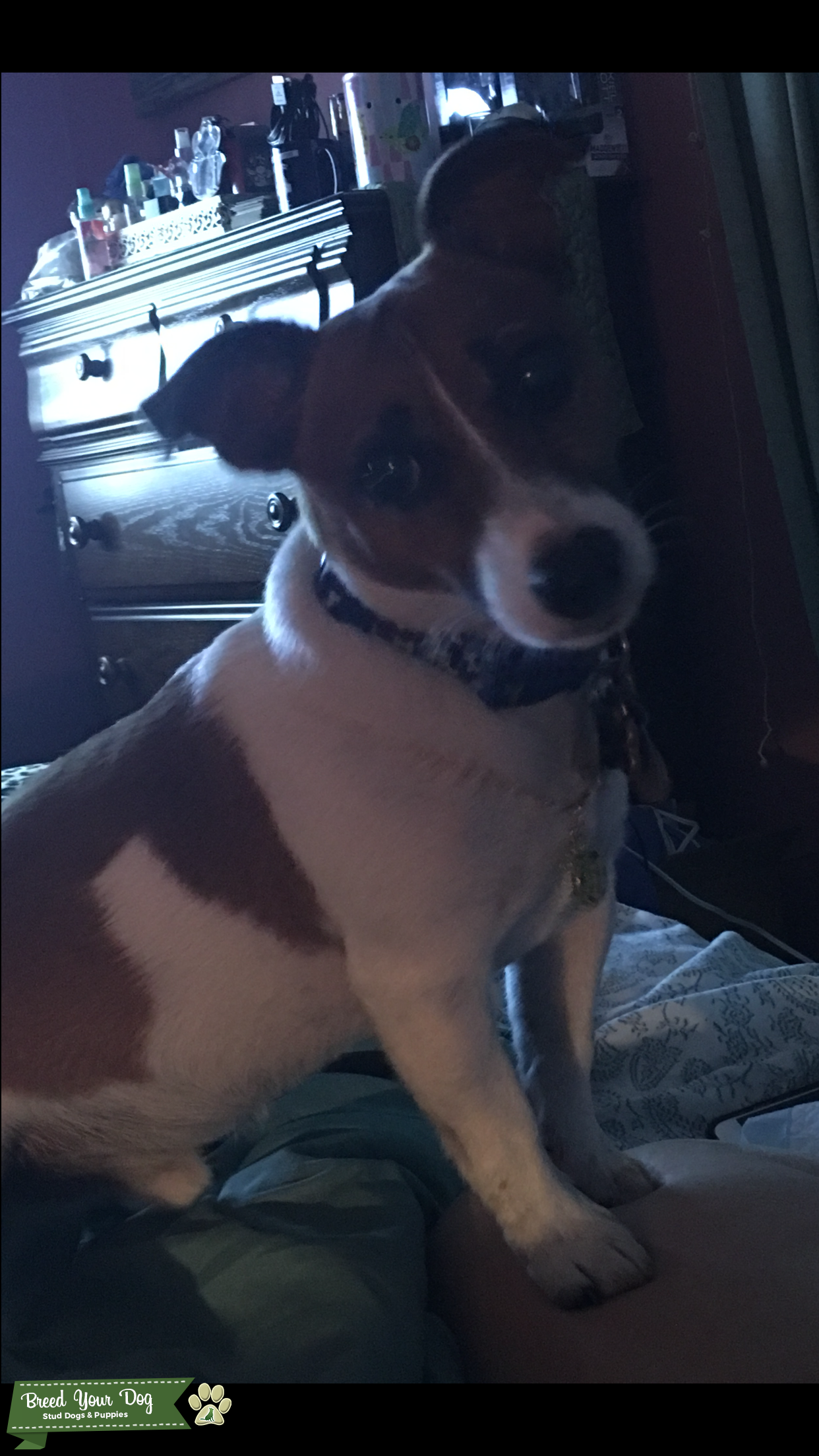 Stud Dog Male Short Legged And Short Haired Jack Russell Terrier