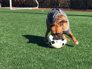 Male boxer  Listing Image