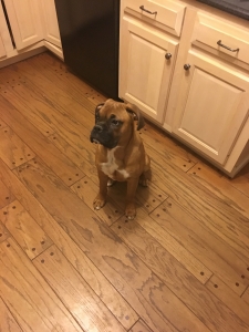 AKC Boxer Male (stud) Listing Image