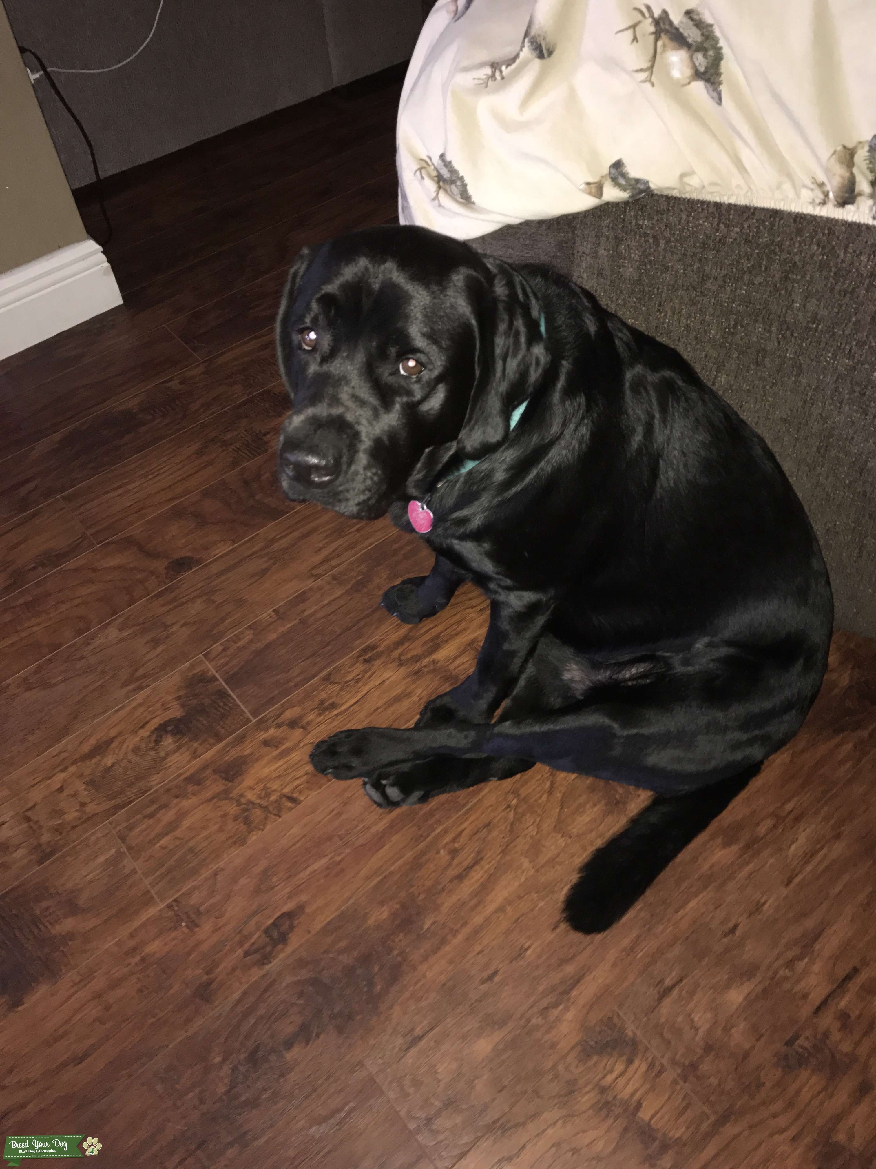 Black Lab Stud Dog Stud Dog in Florida, the United States Breed