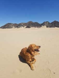 Amazing Golden Retriever Stud looking for Golden Retriever or Swiss Bernese Mountain Dog Female Listing Image