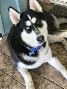 Odd Eyes Black/White Male Husky Stud Listing Image