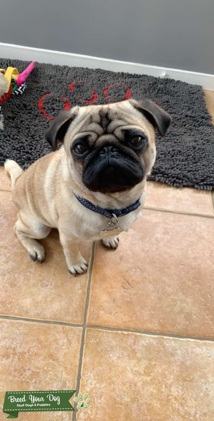 Fawn KC registered Pug Stud Dog in Peterborough, the United States Breed Your Dog