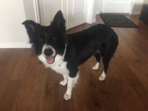 Border Collie/Aussie  Listing Image