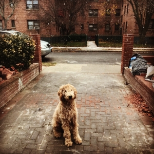 Golden doodle Listing Image