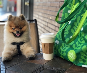 AKC Teddy Pomeranian Listing Image