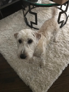 Soft Coated Wheaten Terrier looking for a Father Listing Image
