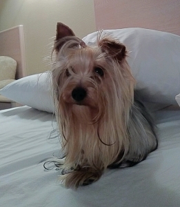 Purebred Yorkshire Terrier Stud! Listing Image