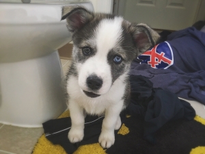Male Husky Mix (Looking to breed) Listing Image