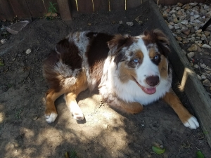 Australian Shepherd Red Merle Listing Image