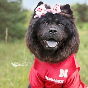 Looking to breed female Chow Chow Listing Image