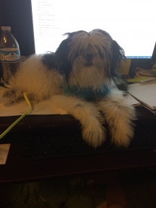 Shih Tzu Male black and White small breed purebred pedigree Listing Image
