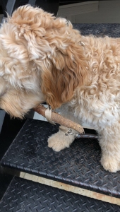Cream F1 Golden Doodle  Listing Image