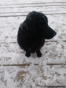 Looking to breed me Newfi. (Female) when she is 2 Listing Image