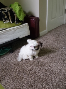 A male shih tzu stud Listing Image