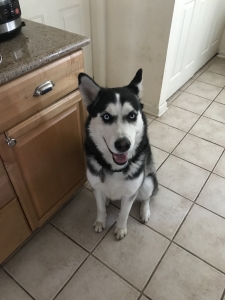 AKC Siberian Husky Stud  Listing Image