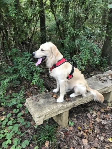 MALE LIGHT GOLDEN RETRIEVER Listing Image