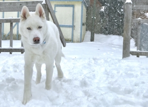 PURE WHITE HUSKY Listing Image