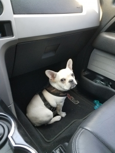 Cream French bulldog Listing Image