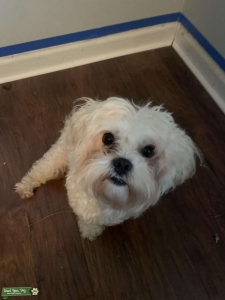 Teddy Bear breed  Listing Image