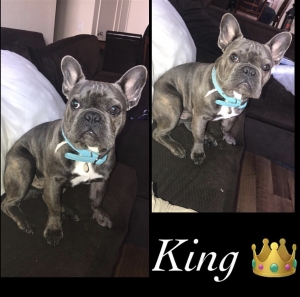 French bulldog  Listing Image