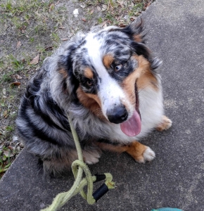 Blue Merle Australian Shepherd Listing Image