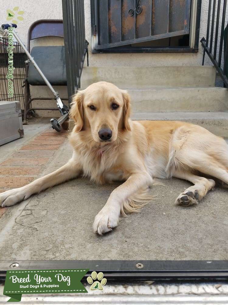 Golden RetrieverPure Breed Stud Dog in CALIFORNIA, United States