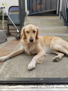 Golden Retriever-Pure Breed Listing Image
