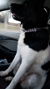 Akita stud wanted Listing Image