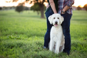 F1 Labradoodle Stud  Listing Image