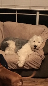 Old English Sheepdog for Stud Listing Image